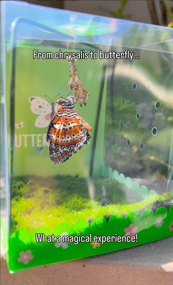 @butterflykidz