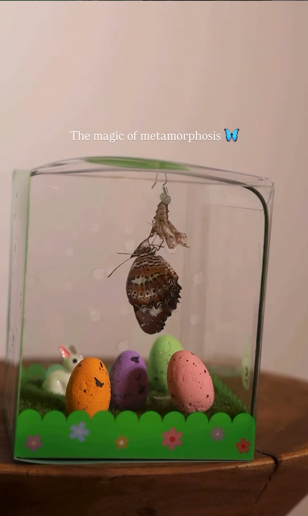 @butterflykidz