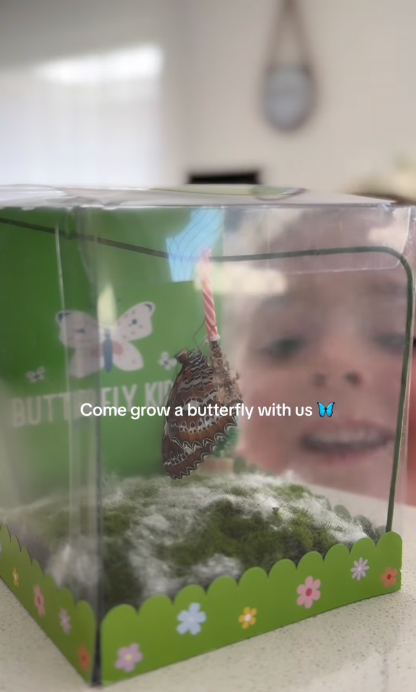 @butterflykidz